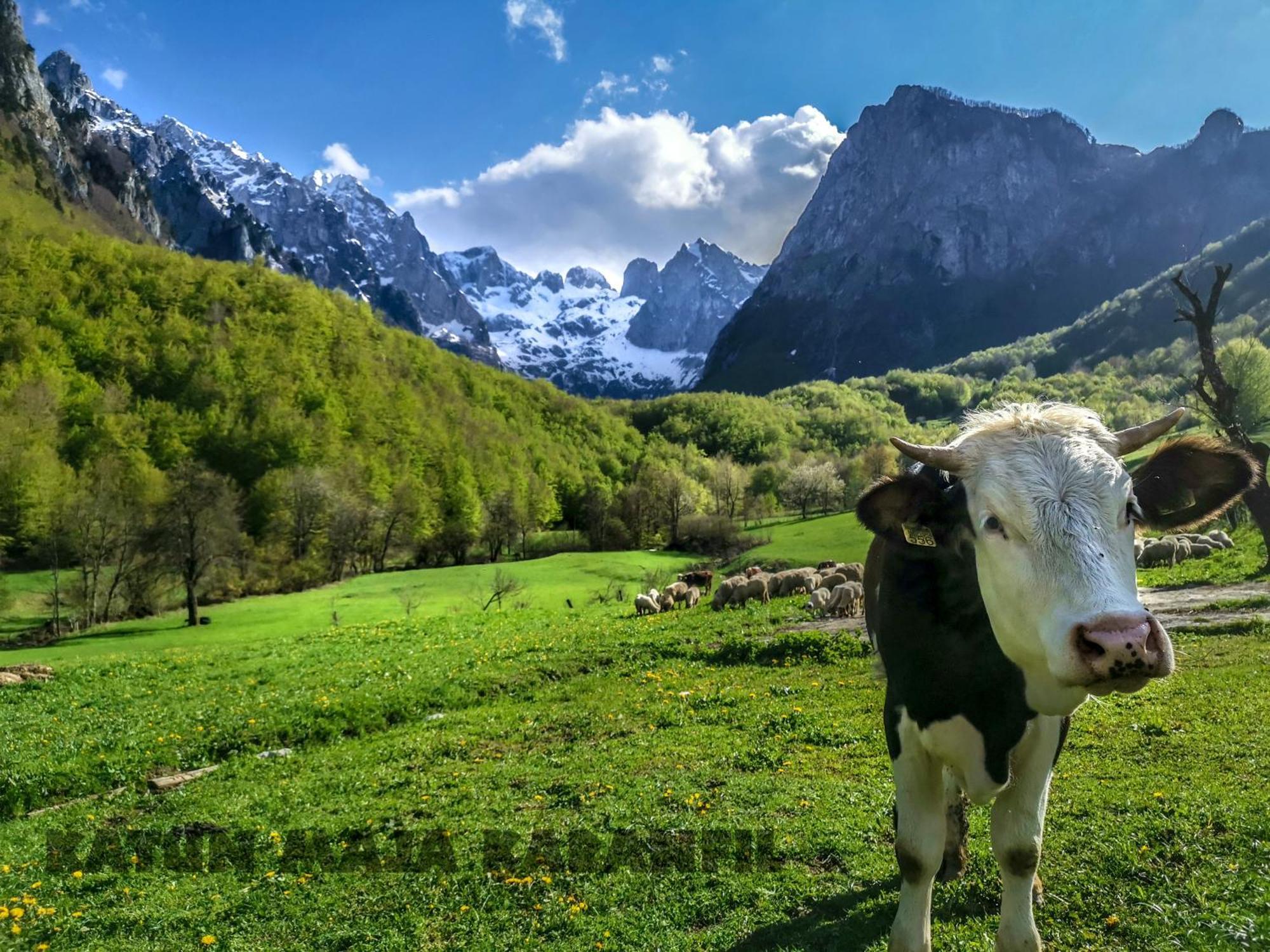 Bungalows Katun Maja Karanfil Gusinje Zewnętrze zdjęcie